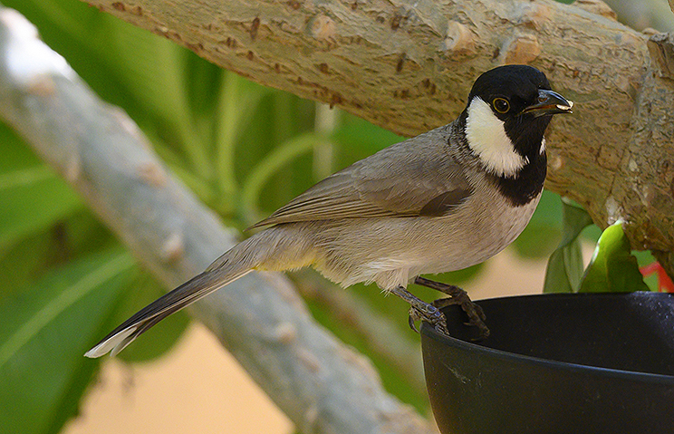 White Cheeked Bulbul